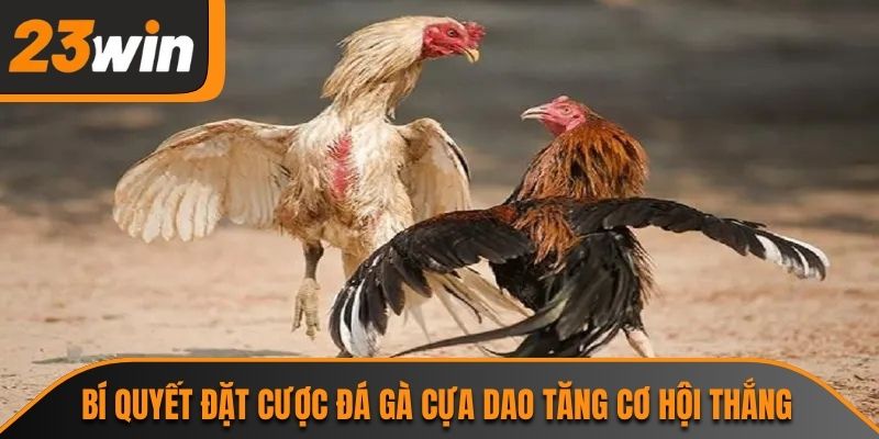Bí quyết đặt cược đá gà cựa dao tăng cơ hội thắng