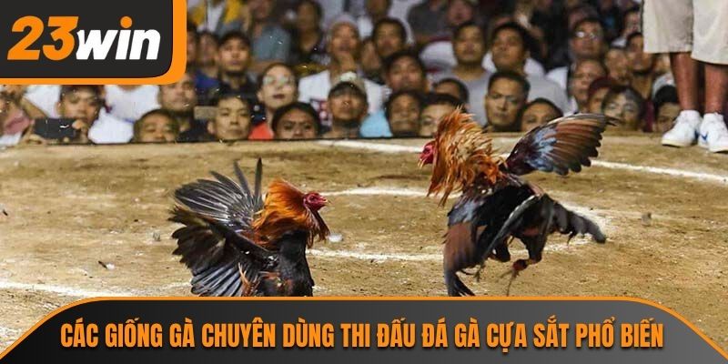 Các giống gà chuyên dùng thi đấu đá gà cựa sắt phổ biến