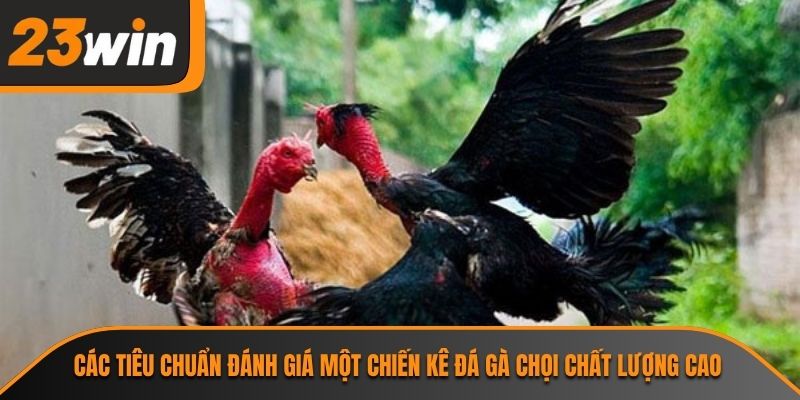 Các tiêu chuẩn đánh giá một chiến kê đá gà chọi chất lượng cao