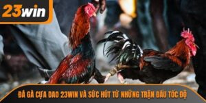 đá gà cựa dao