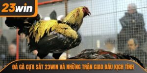 Đá gà cựa sắt