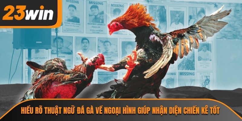 Hiểu rõ thuật ngữ đá gà về ngoại hình giúp nhận diện chiến kê tốt