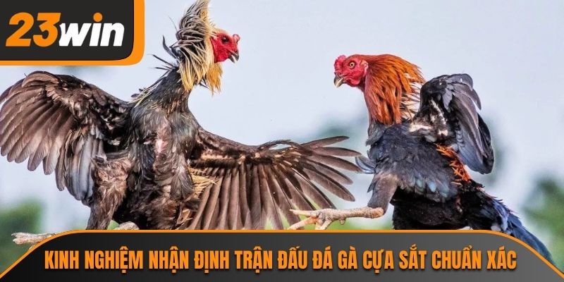Kinh nghiệm nhận định trận đấu đá gà cựa sắt chuẩn xác
