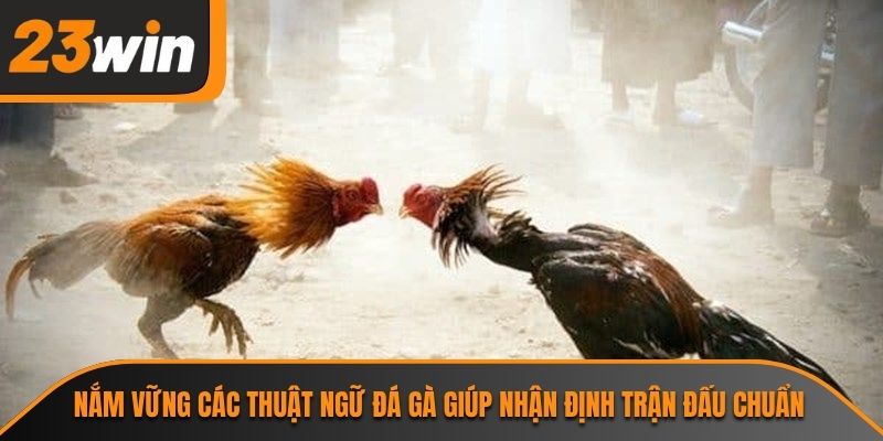 Nắm vững các thuật ngữ đá gà giúp nhận định trận đấu chuẩn