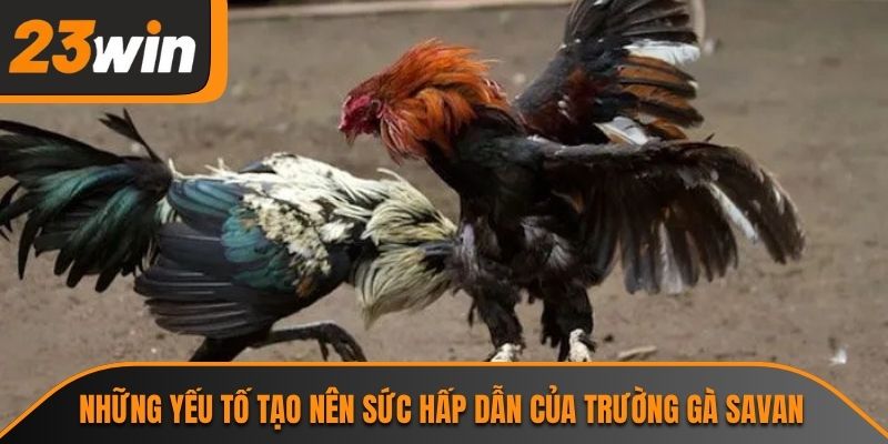 Những yếu tố tạo nên sức hấp dẫn của trường gà Savan