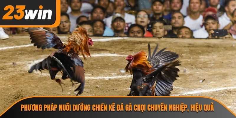 Phương pháp nuôi dưỡng chiến kê đá gà chọi chuyên nghiệp, hiệu quả