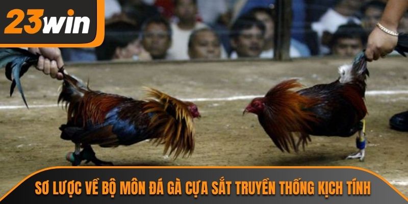 Sơ lược về bộ môn đá gà cựa sắt truyền thống kịch tính