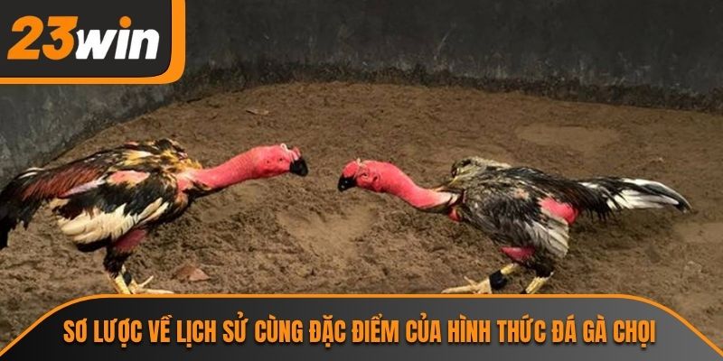Sơ lược về lịch sử cùng đặc điểm của hình thức đá gà chọi