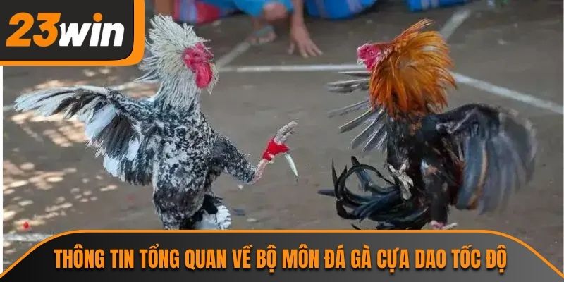 Thông tin tổng quan về bộ môn đá gà cựa dao tốc độ