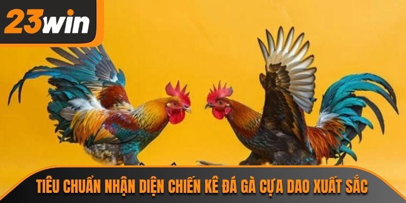 Tiêu chuẩn nhận diện chiến kê đá gà cựa dao xuất sắc